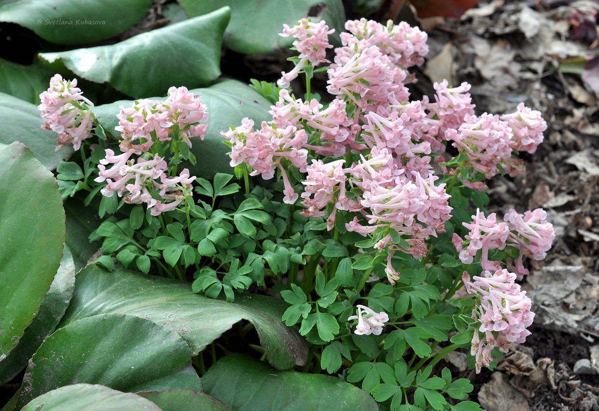 Изображение особи Corydalis solida.