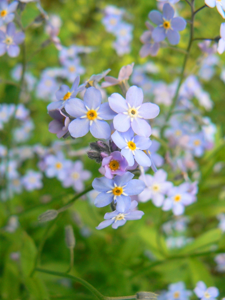 Изображение особи Myosotis sylvatica.