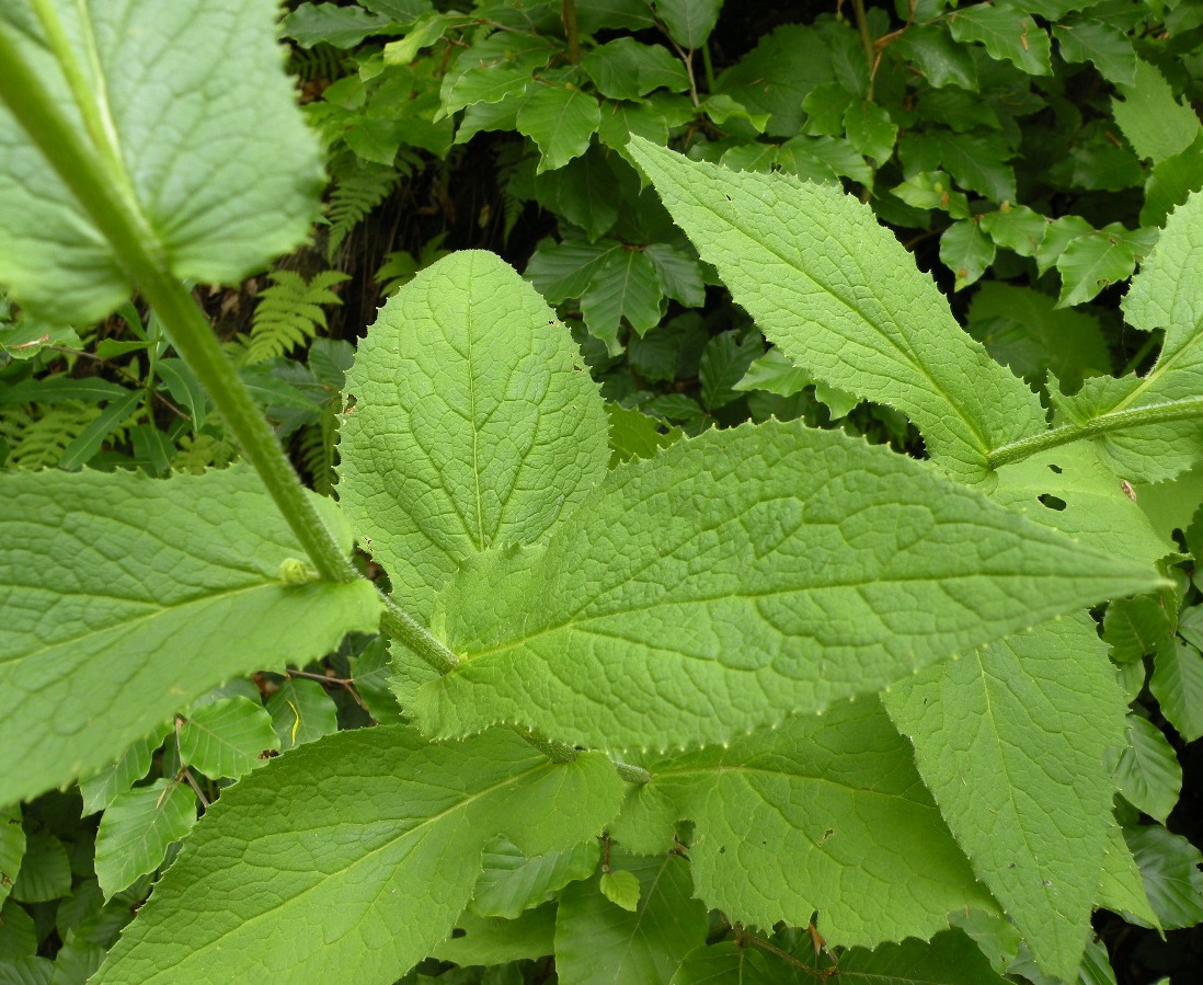 Изображение особи Doronicum austriacum.
