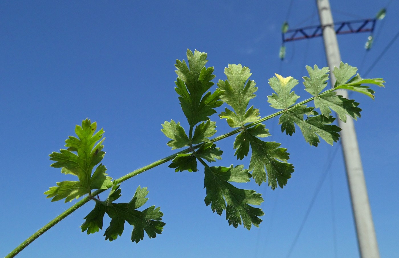 Image of Pastinaca pimpinellifolia specimen.