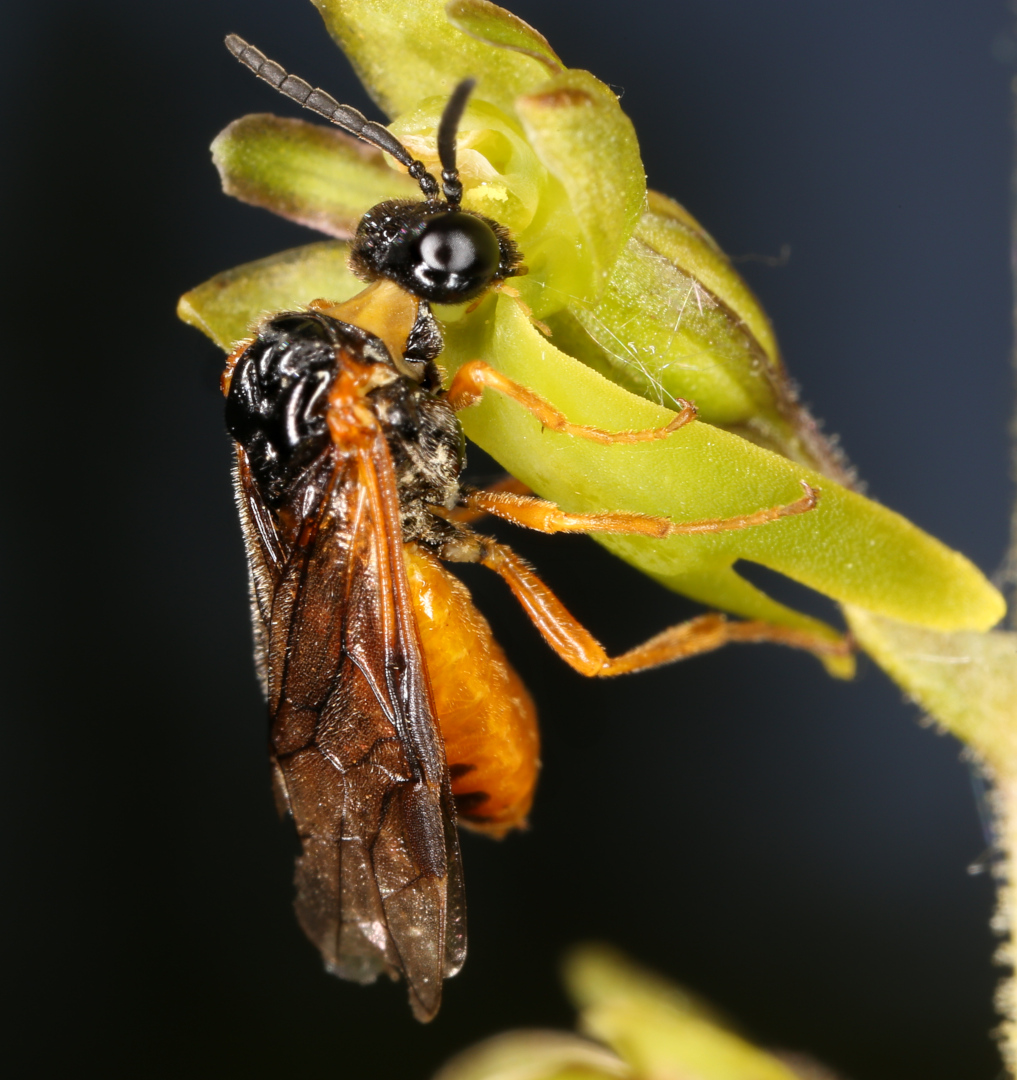 Image of Listera ovata specimen.