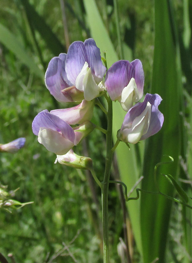 Изображение особи Lathyrus incurvus.