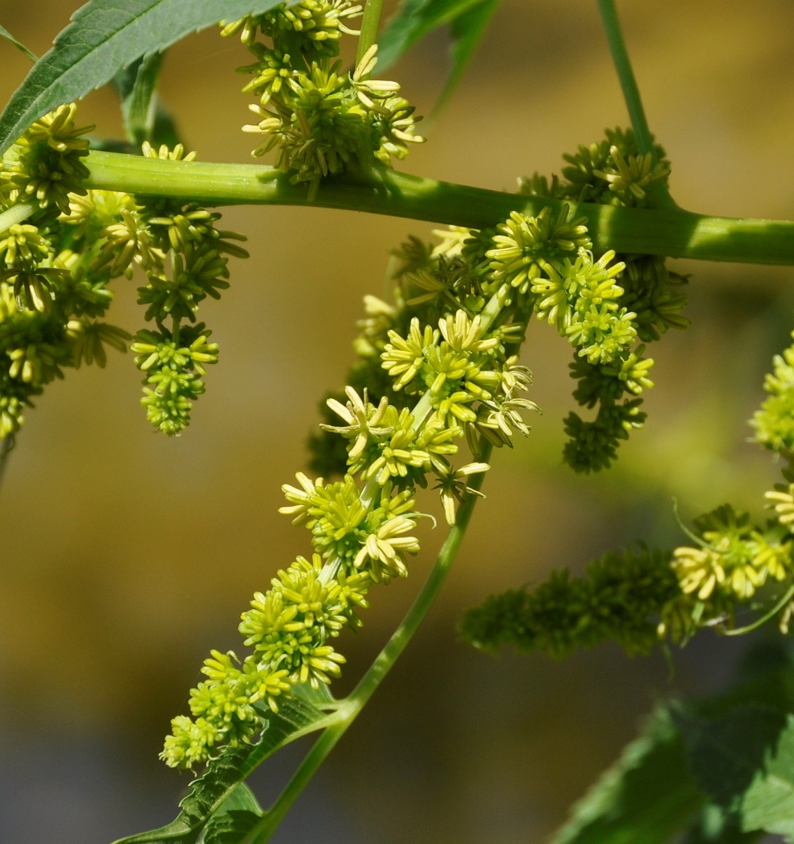 Image of Datisca cannabina specimen.