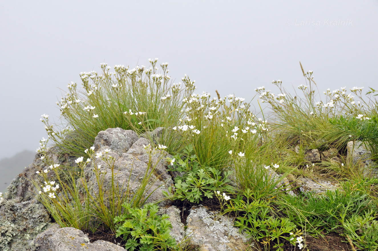 Image of Eremogone juncea specimen.