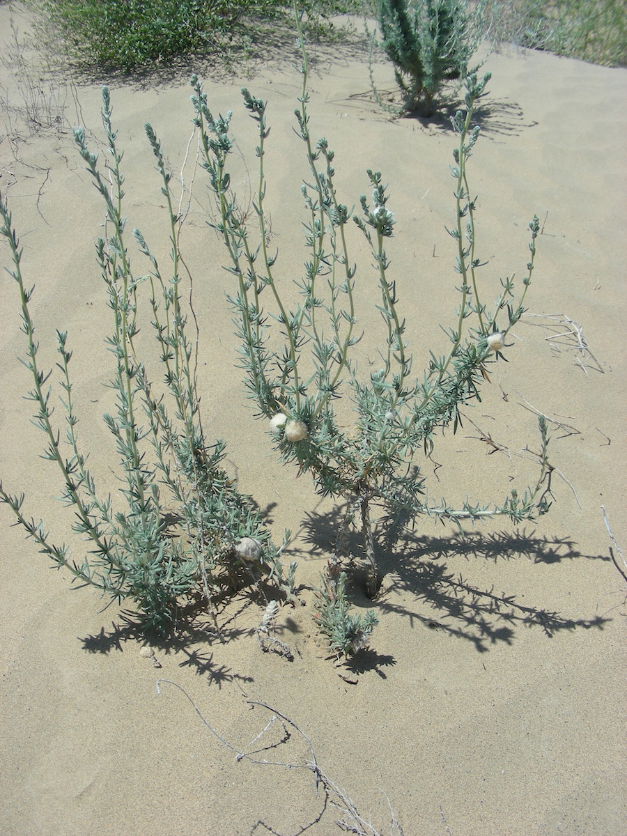 Изображение особи семейство Chenopodiaceae.