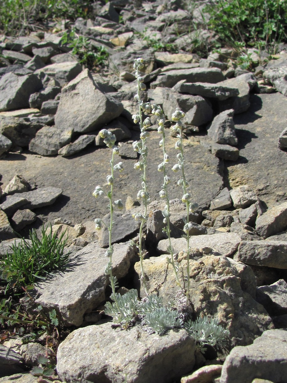 Изображение особи Artemisia caucasica.