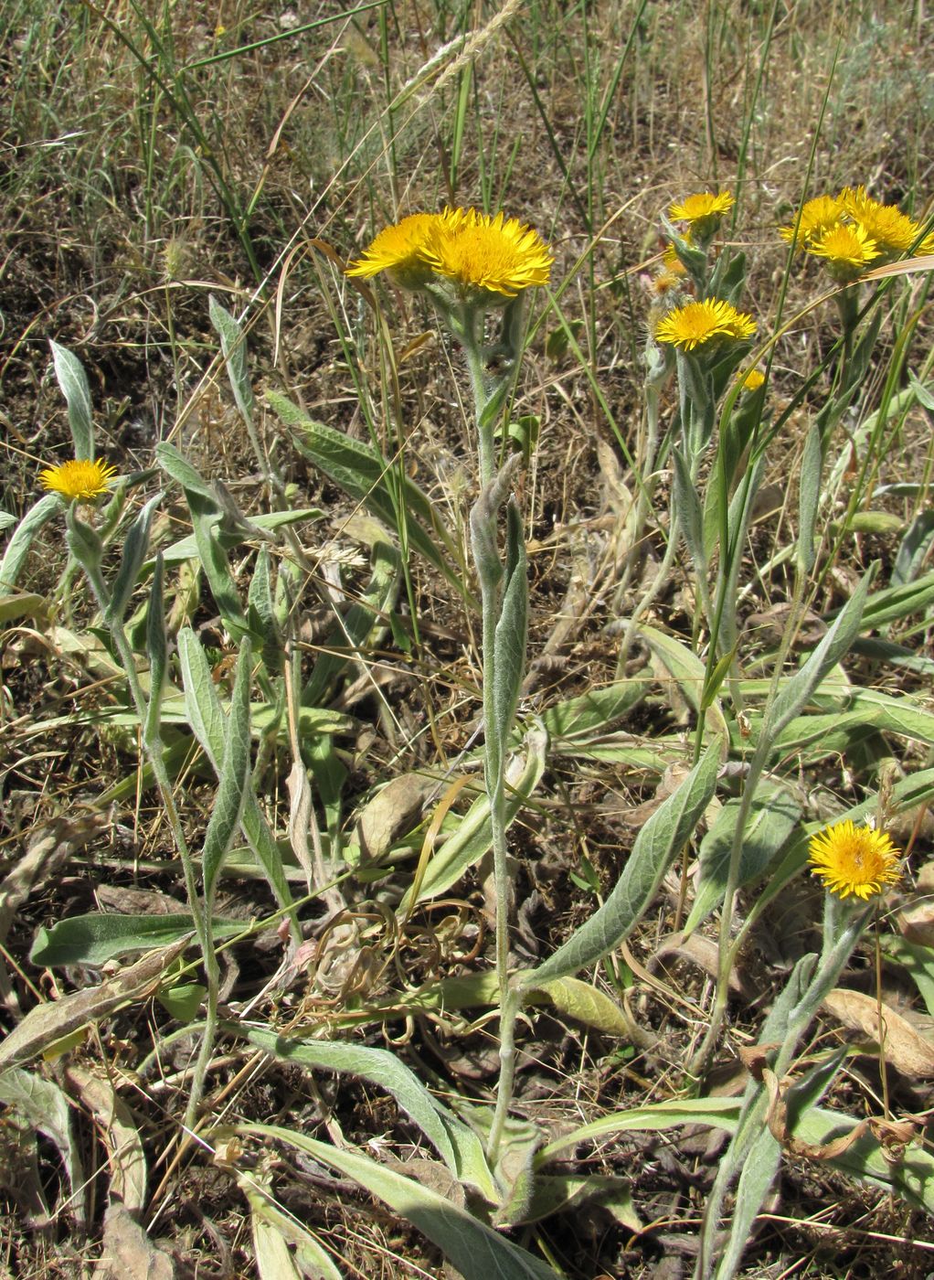 Изображение особи Inula oculus-christi.