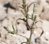 Corispermum marschallii. Часть плодоносящего растения. Нижегородская обл., Кстовский р-н, окр. г. Кстово, песчаная лесная просека. 23.09.2017.