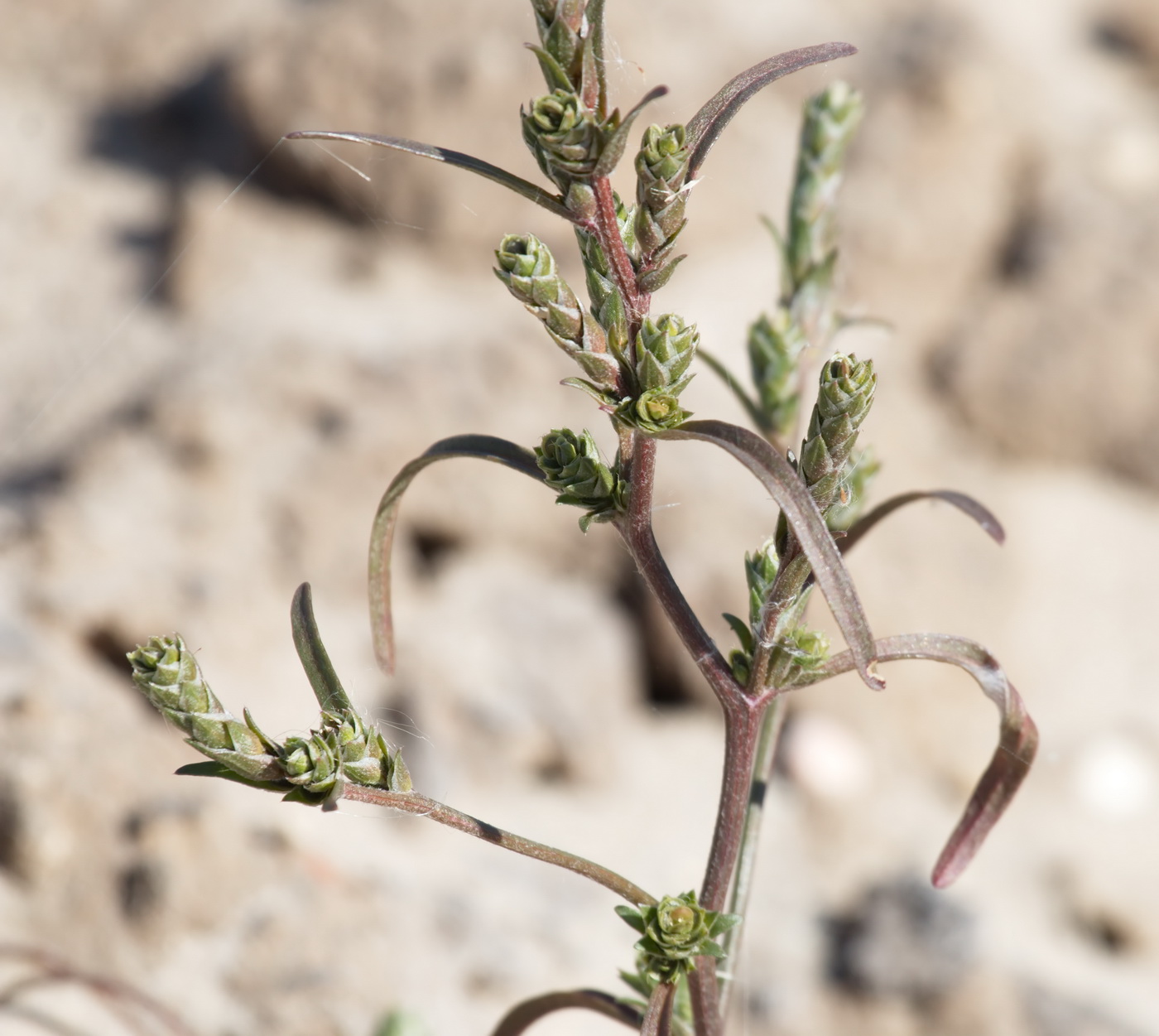 Изображение особи Corispermum marschallii.
