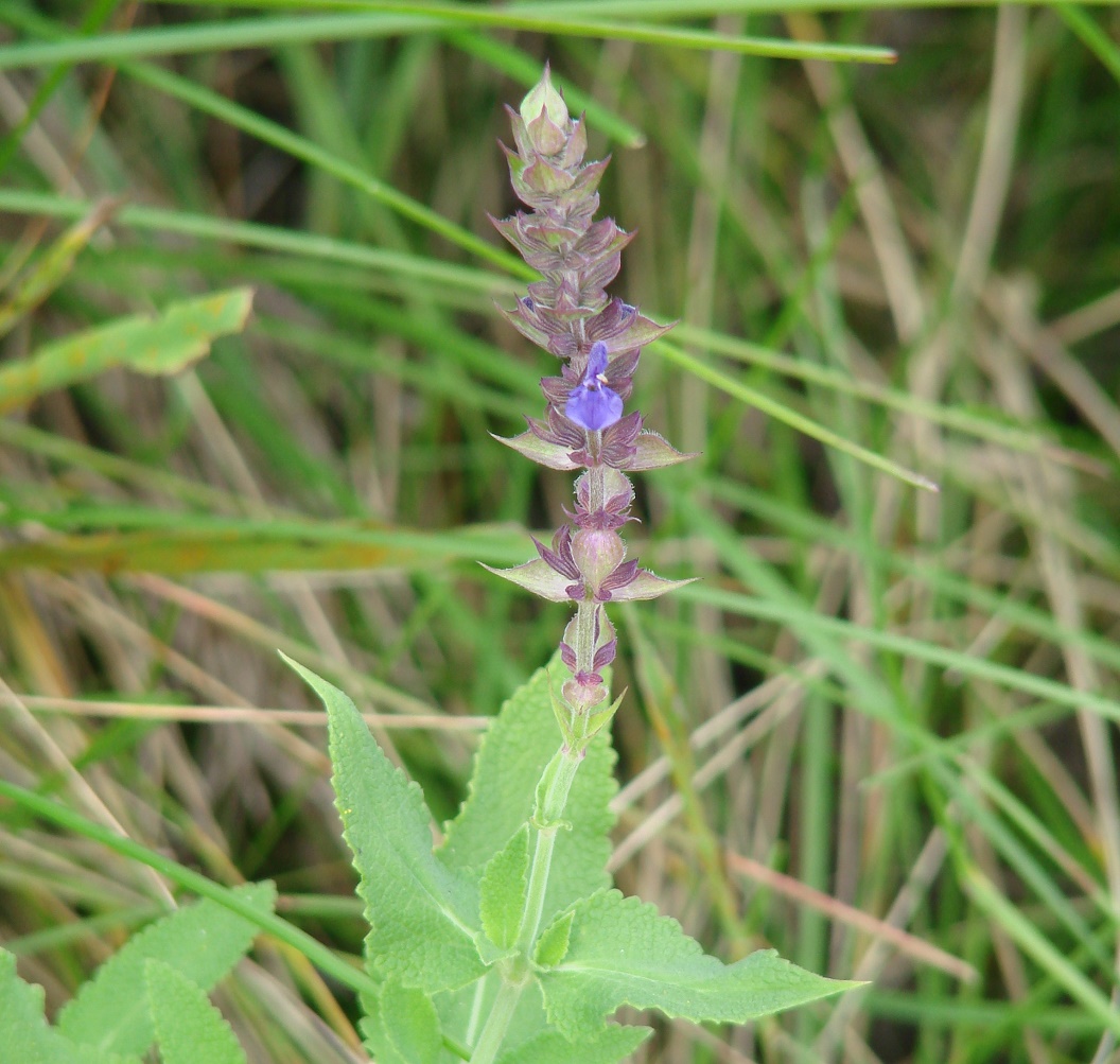 Image of Salvia nemorosa specimen.