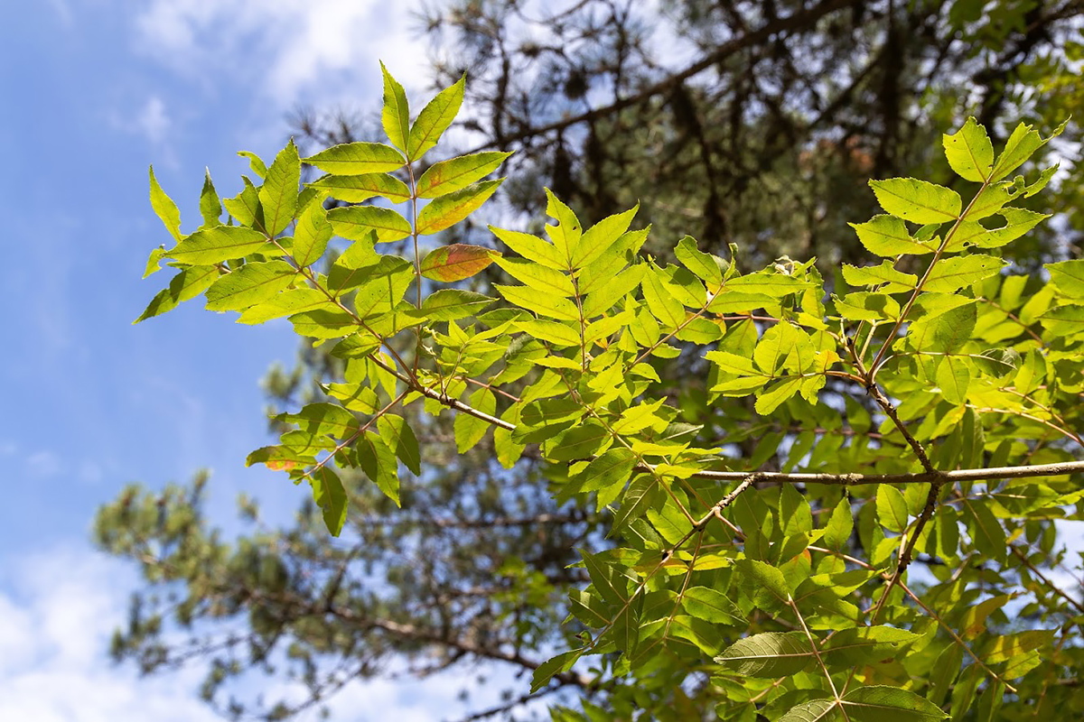 Изображение особи Fraxinus excelsior.