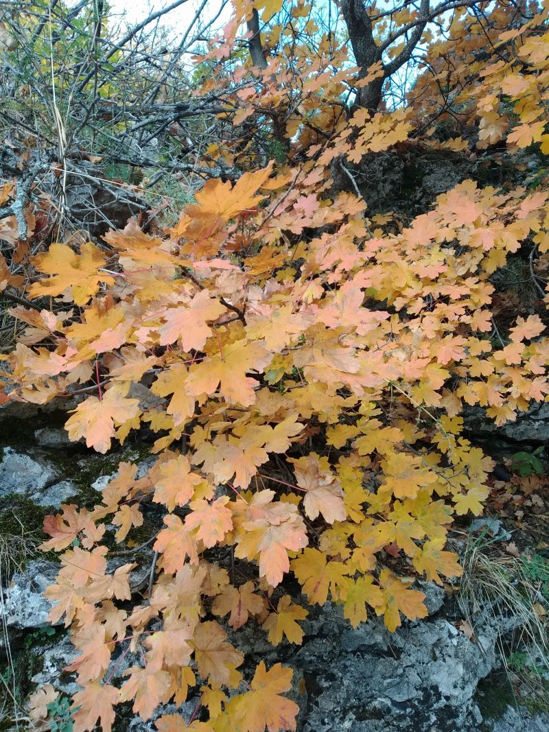 Image of Acer stevenii specimen.