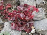 Micranthes purpurascens. Цветущее растение. Камчатский край, Елизовский р-н, природный парк \"Вулканы Камчатки\", подножье вулкана Авачинская сопка (2741 м), каменистый склон, щебнистые осыпи, горная тундра, 980 м н.у.м. 04.07.2010.