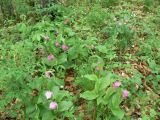 Cypripedium macranthos