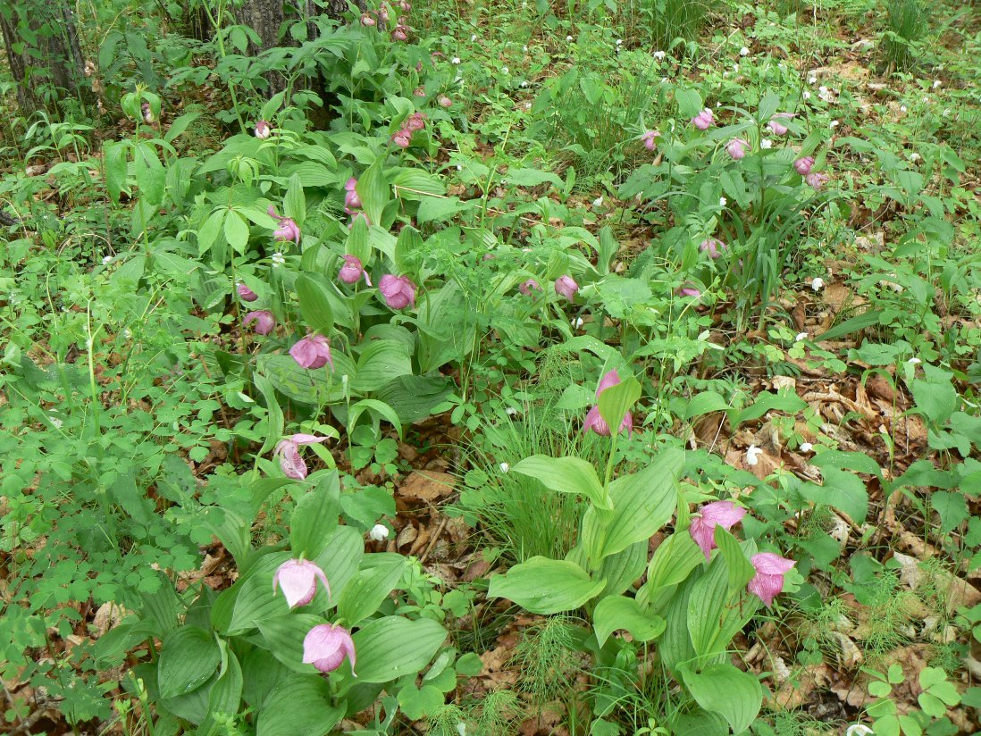 Изображение особи Cypripedium macranthos.