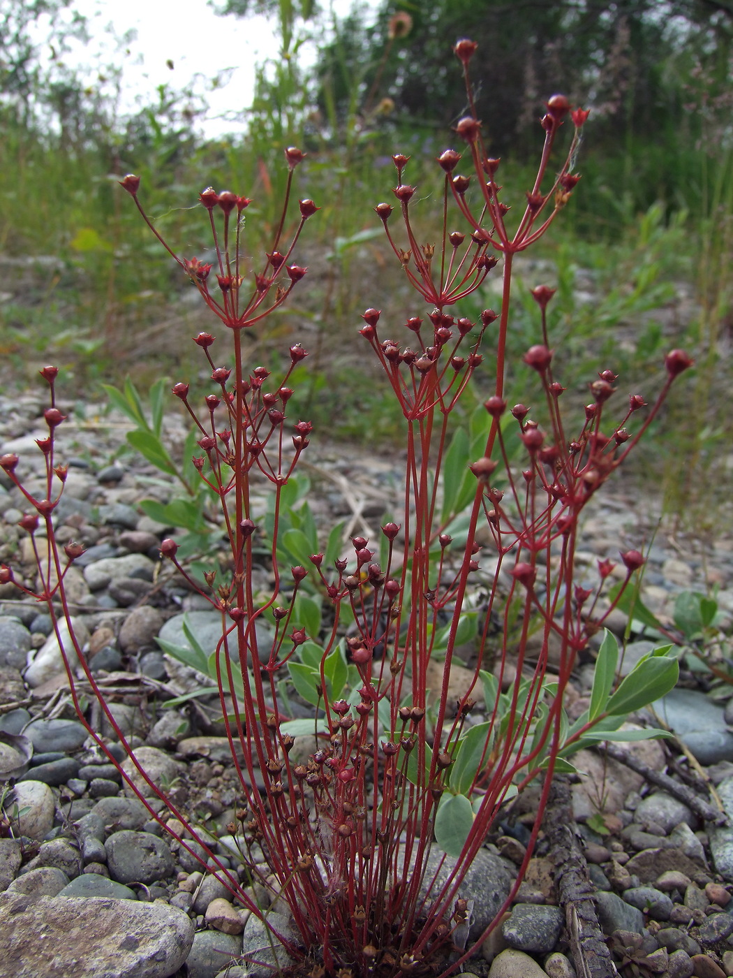 Image of Androsace septentrionalis specimen.