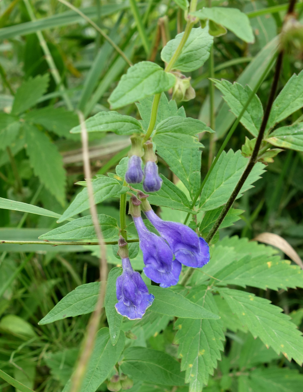 Image of Scutellaria galericulata specimen.