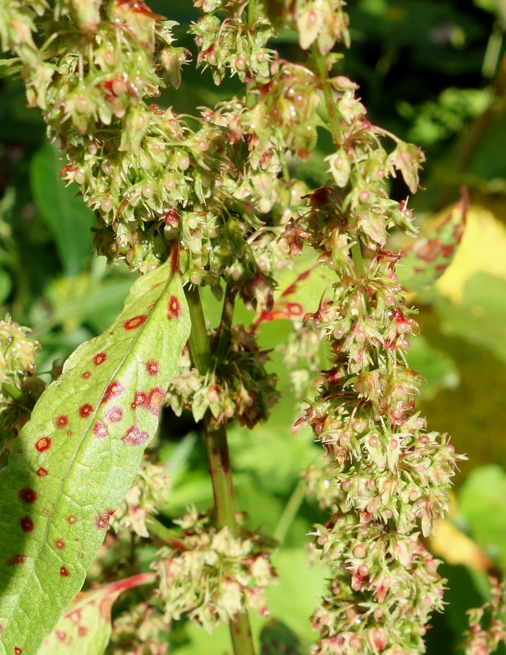 Image of Rumex obtusifolius specimen.