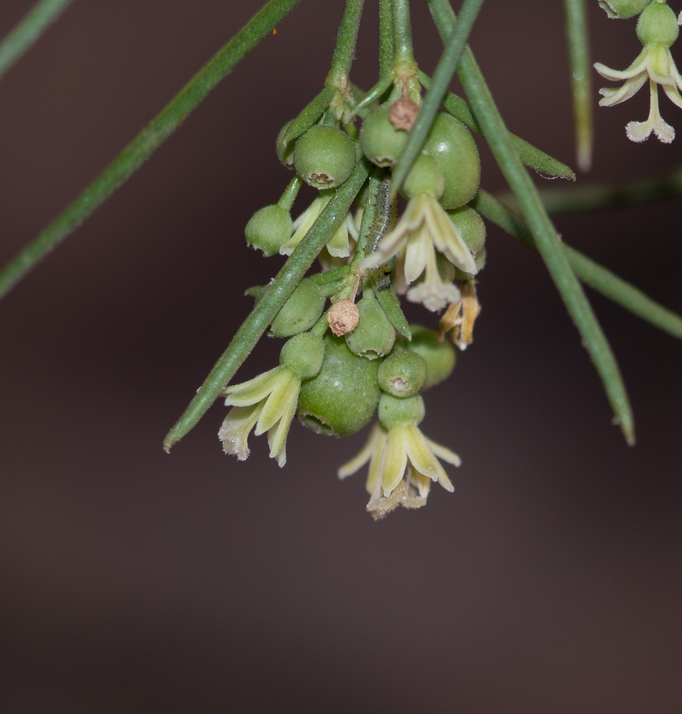 Изображение особи Plocama pendula.