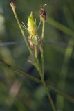 Saxifraga hirculus