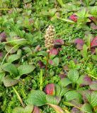 Tofieldia coccinea. Отцветающее растение в сообществе с Arctous japonica, Empetrum, плодоносящей Loiseleuria procumbens, Carex и Chamaepericlymenum. Большая Курильская гряда, о. Онекотан, западный склон вулкана Тао-Русыр, тундра. 13.08.2019.