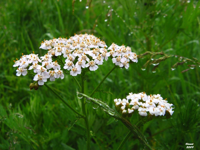 Image of Achillea millefolium specimen.