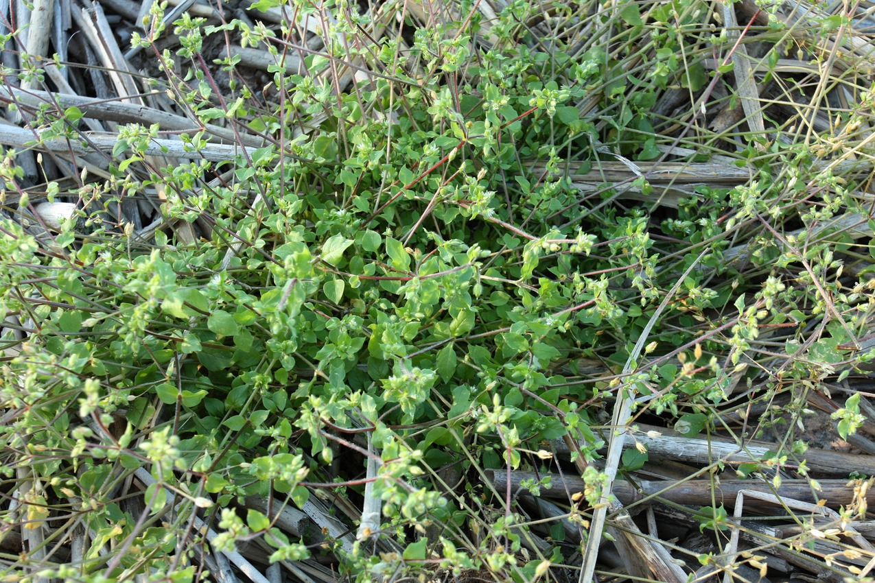 Image of Stellaria media specimen.