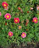 familia Asteraceae