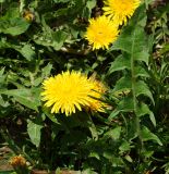 Taraxacum officinale