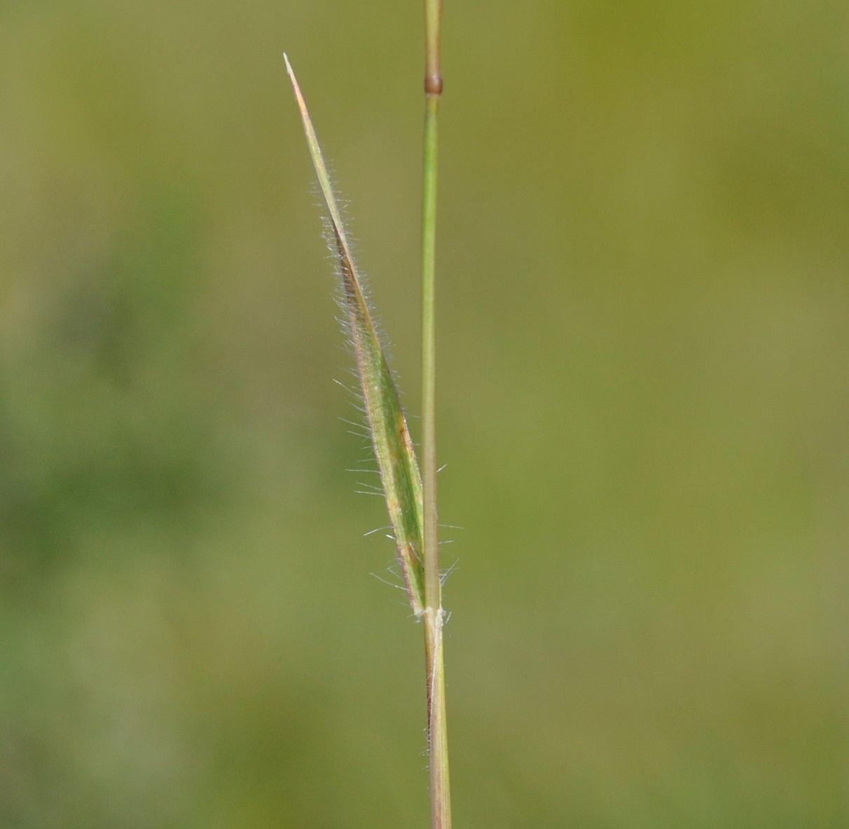 Изображение особи род Aegilops.