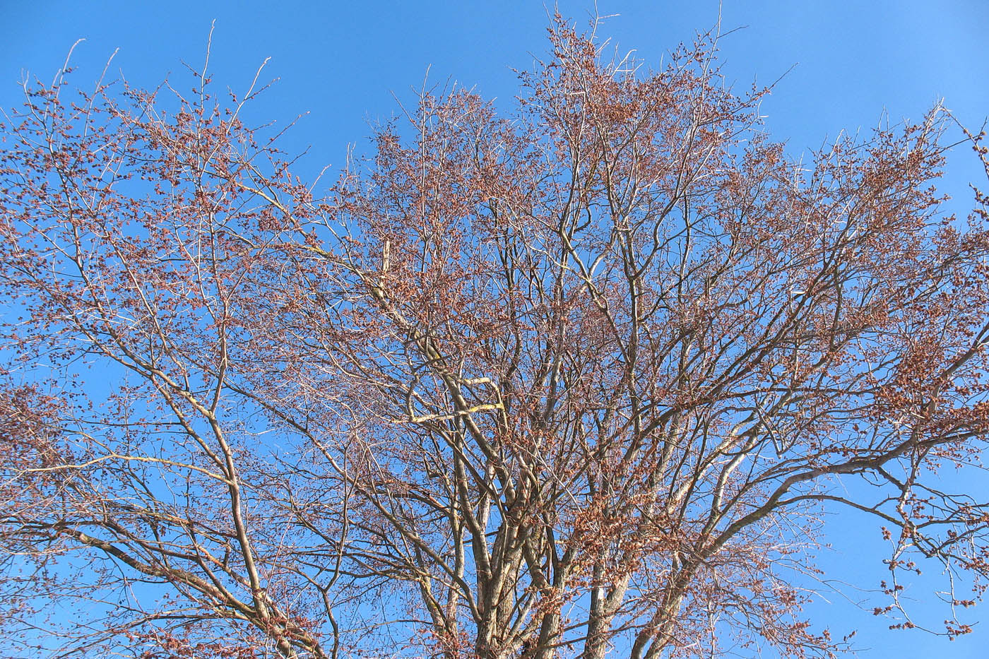 Image of Ulmus laevis specimen.