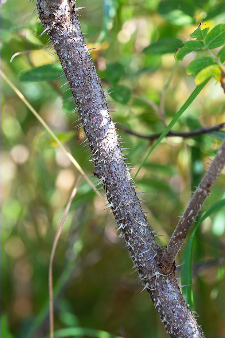 Image of Rosa cinnamomea specimen.