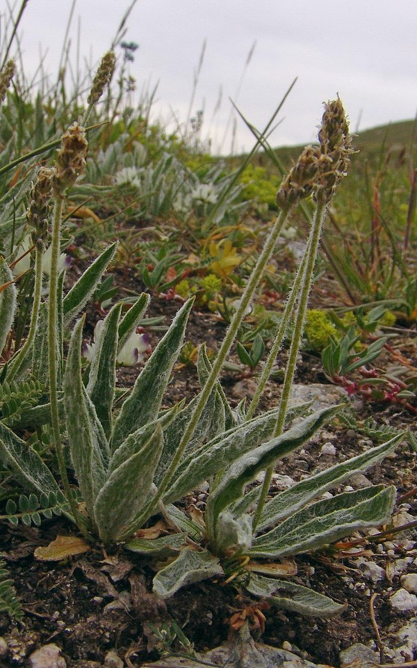 Image of Plantago arachnoidea specimen.