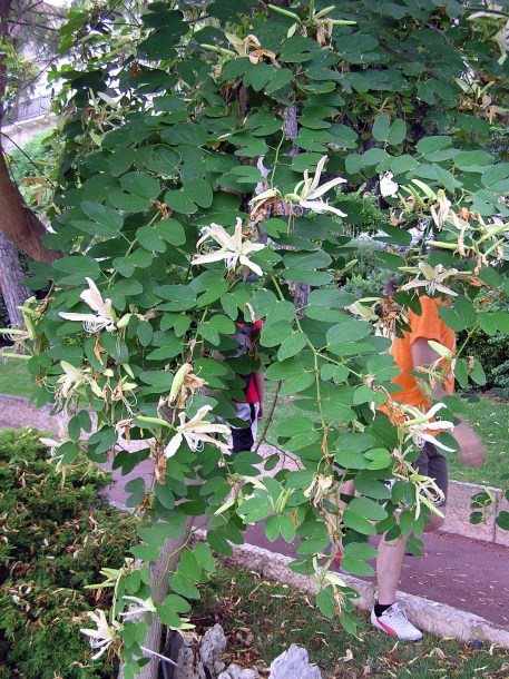 Изображение особи Bauhinia forficata.