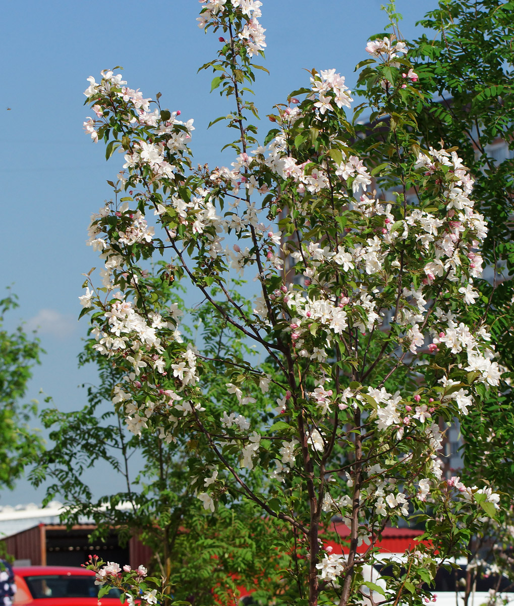 Image of genus Malus specimen.