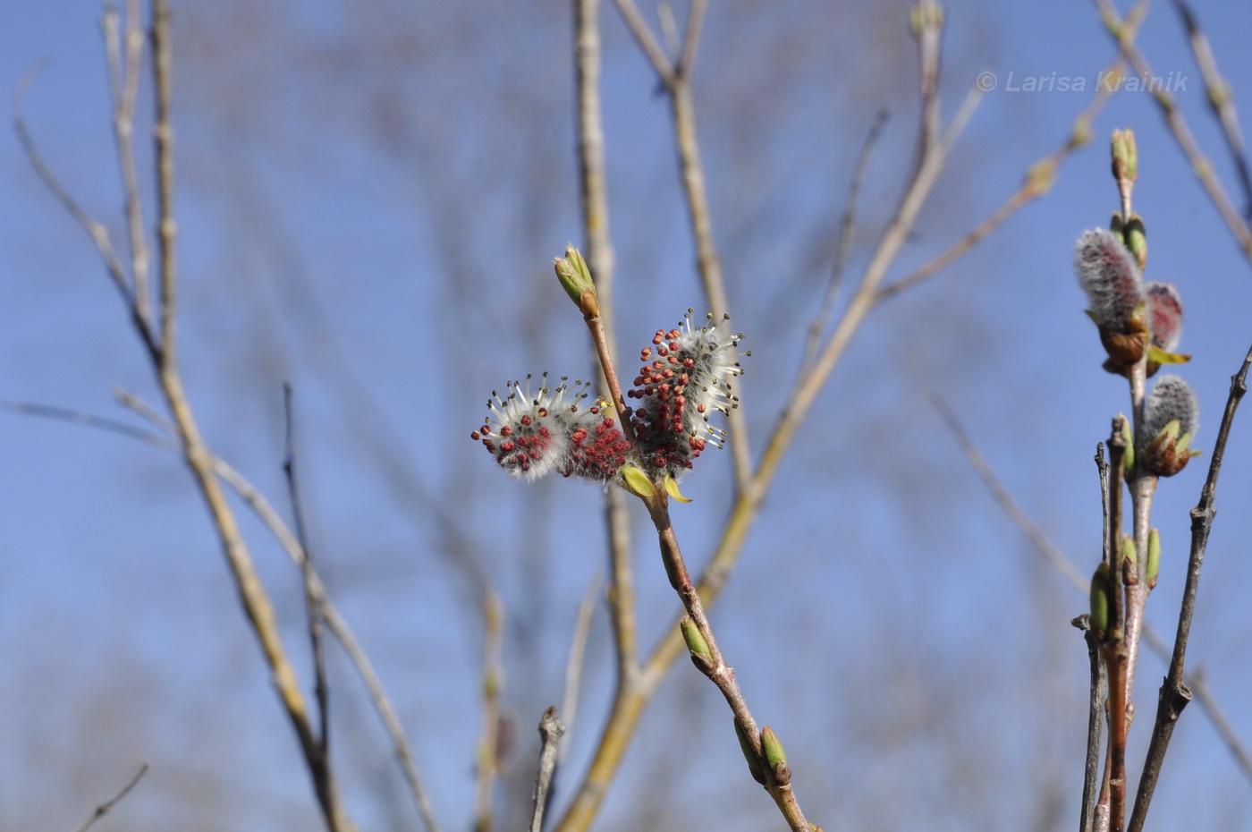 Image of Salix integra specimen.