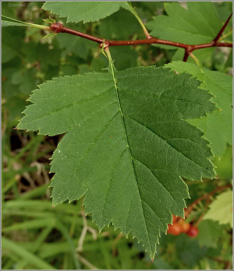 Изображение особи род Crataegus.