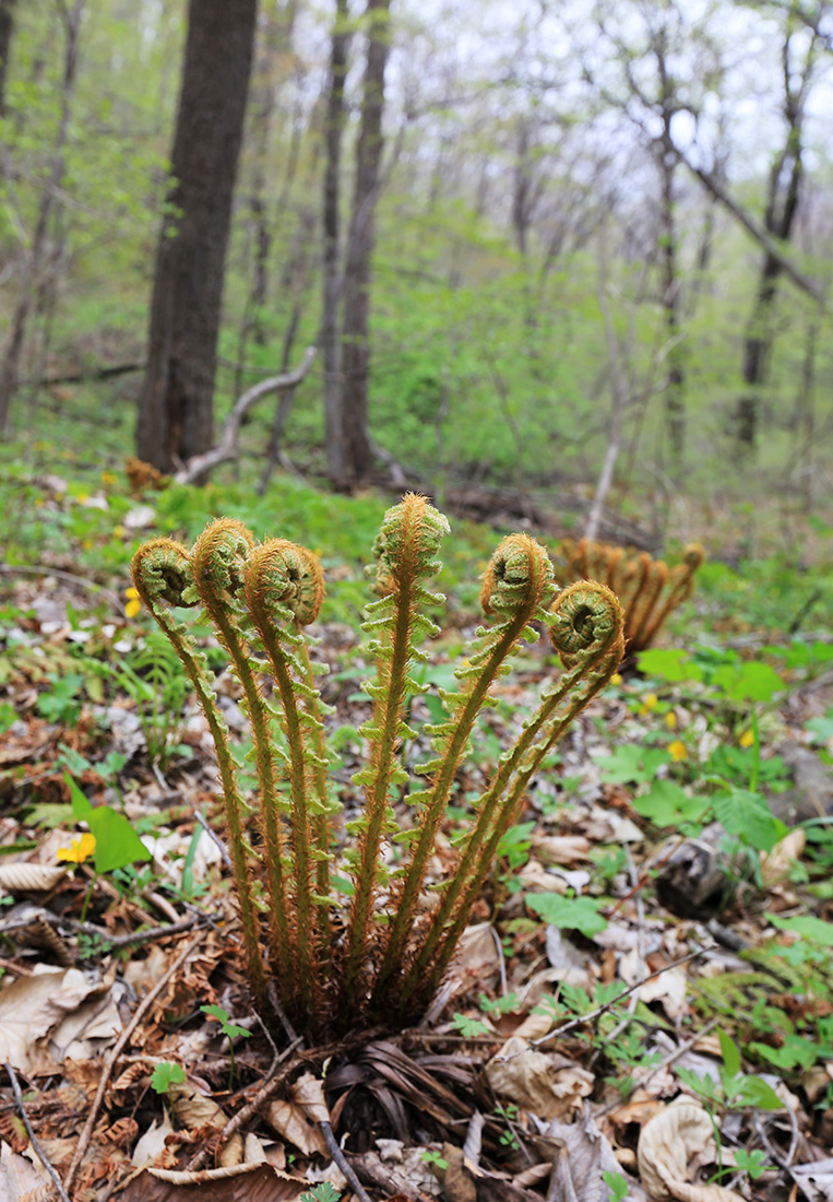 Изображение особи Dryopteris crassirhizoma.