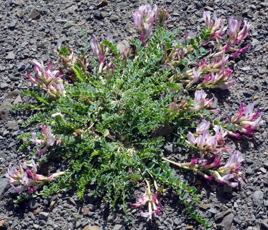 Image of genus Astragalus specimen.