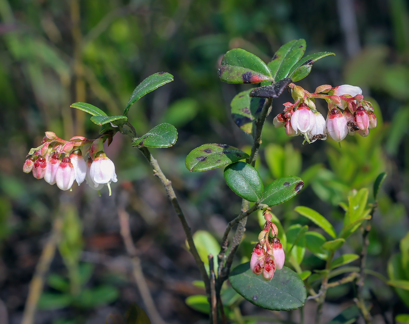 Image of Vaccinium vitis-idaea specimen.