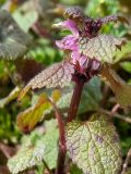 Lamium maculatum. Верхушка побега с цветком и бутонами. Московская обл., Талдомский р-н, правый берег р. Дубна, смешанный лес. 07.04.2020.