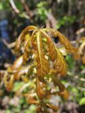 род Quercus