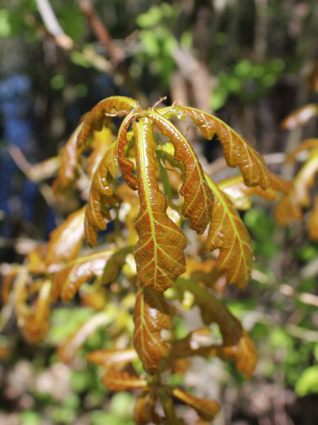 Изображение особи род Quercus.