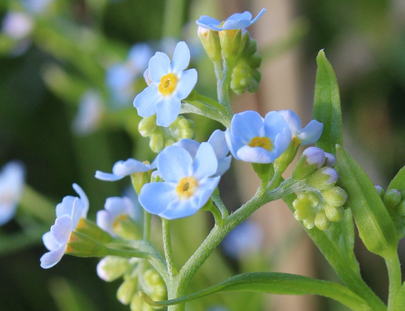 Image of Myosotis palustris specimen.