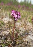 Pedicularis pennellii