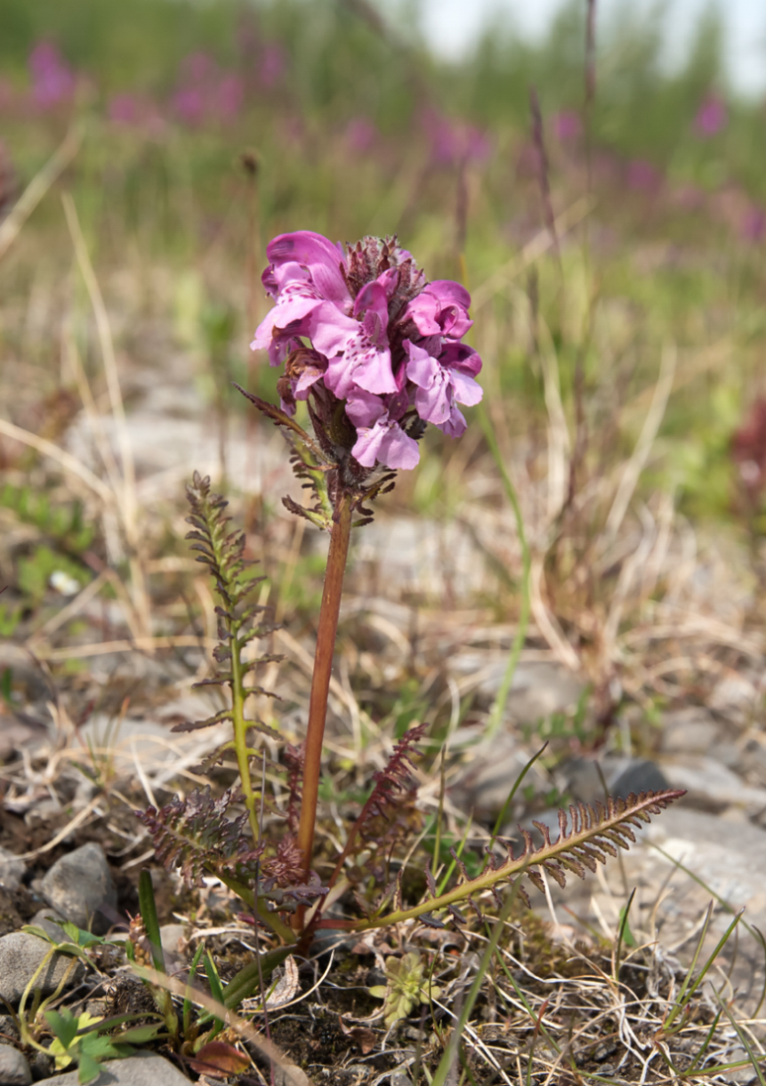 Image of Pedicularis pennellii specimen.