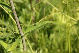 Cirsium heterophyllum