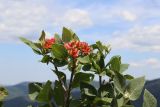 Viburnum lantana. Верхушки ветвей с соплодиями. Крым, Байдарская долина, склон горы Чуваш-Кой. 24.07.2020.