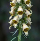 Digitalis schischkinii