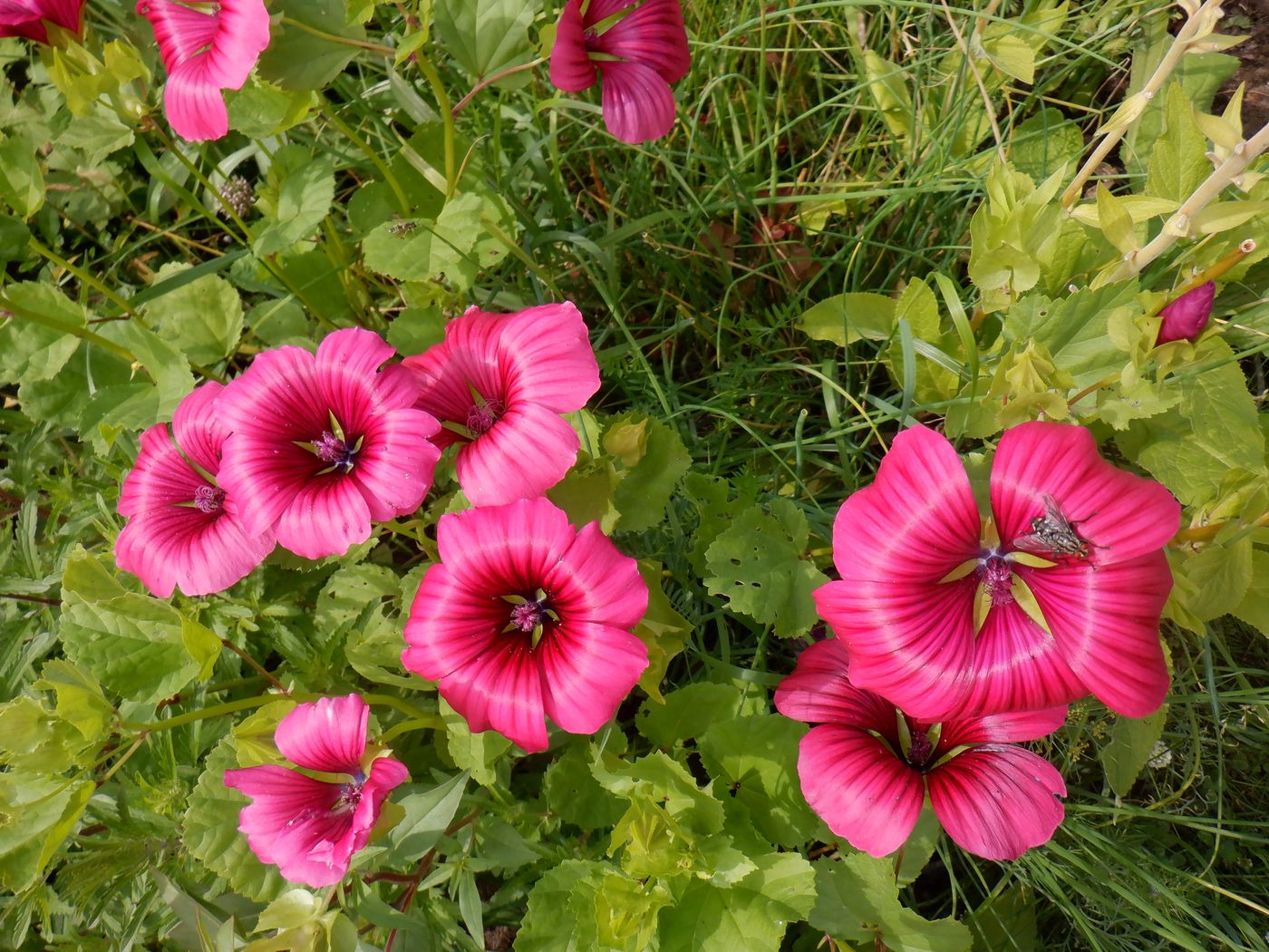 Image of Malope trifida specimen.